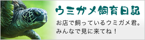 ウミガメ飼育日記